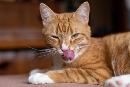 Ginger cat sleeps in funny pose. Baby cat sleeping in bed.の写真素材