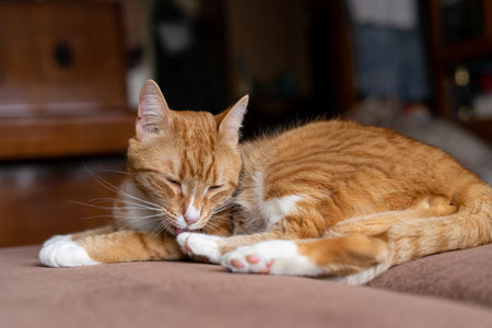 Ginger cat sleeps in funny pose. Baby cat sleeping in bed.の写真素材