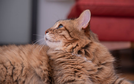Ginger cat lying on the wooden floor in a living room. The fat cat is resting. Sweet fluffy kitten at home. Close-up .の写真素材