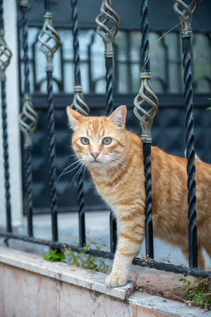 Ginger street cat close up.animals conceptの写真素材