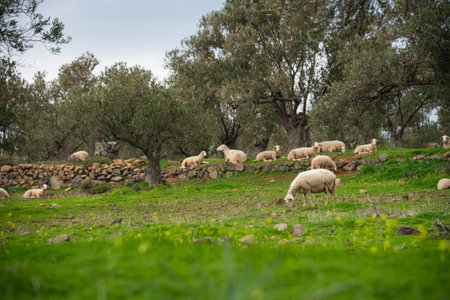 A flock of sheep resting on a lawn among olive trees.の写真素材