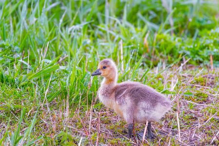 Canada Goose goslings going to the pond. Ottawa Wildlife National Refuge. Ohio. USA の写真素材