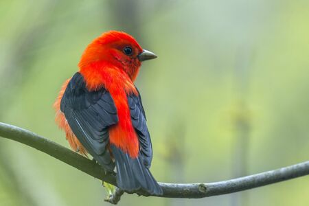 Male Scarlet Tanager (Piranga olivacea) in breeding plumage. Magee Marsh Wildlife Area. Ohio. USA の写真素材