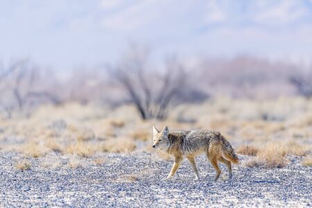 Wild coyote (Canis latrans) in the Ash Meadows National Wildlife Refuge. Nevada. USAの写真素材