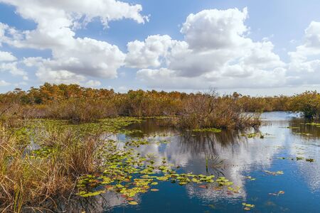 View of freshwater marsh from Anhinga Trail boardwalk in Everglades National Park.Florida.USAの写真素材