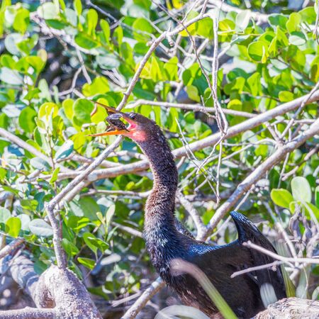 An Ahinga (Anhinga anhinga) swallowing its prey. Everglades National Park. Florida. USA