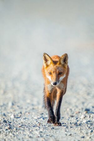 Red Fox (Vulpes vulpes) going down the road.. Bombay Hook National Wildlife Refuge. Delaware. USAの写真素材
