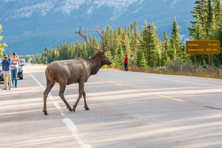 Dirty Male Elk (Cervus canadensis) is crossing the road in Jasper National Park. Alberta. Canadaのeditorial素材