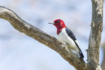 Red Headed Woodpecker (Melanerpes erythrocephalus). Sheldon Marsh Trail. Huron. Ohio. USA