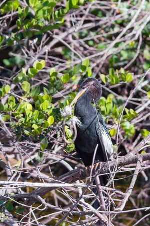 Male Anhinga sitting on a tree branch with a piece of rope. Big Cypress National Preserve. Florida....