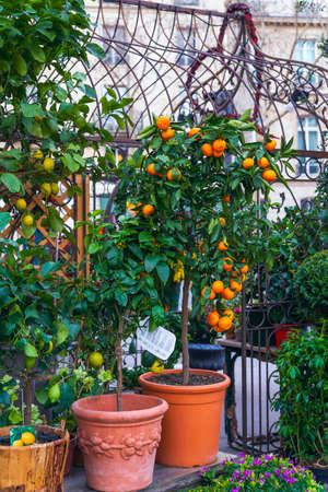 Orange and lemon trees with fruits in flower pots for home decorationの写真素材