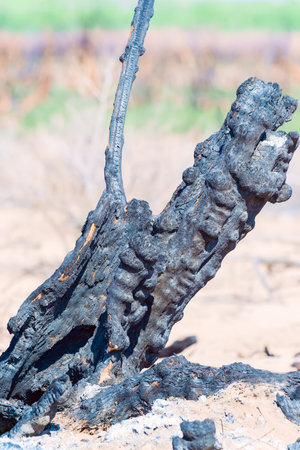 Charred stump of a burnt tree in a desert in winterの写真素材