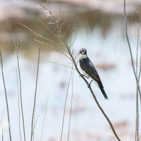 Eastern kingbird (Tyrannus tyrannus) posing on a dry stem. Chesapeake and Ohio Canal National...