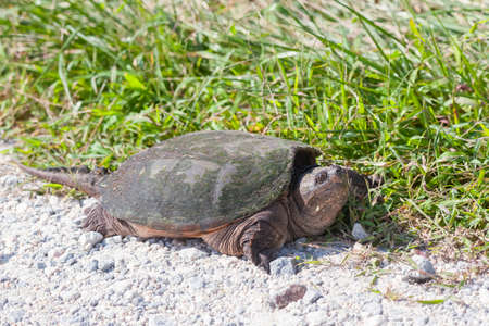 Common snapping turtle (Chelydra serpentina). Bombay Hook National Wildlife Refuge. Delaware. USAの写真素材