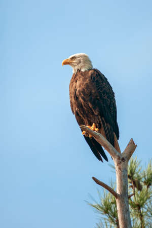 Bald Eagle (Haliaeetus leucocephalus) sitting on a tree branch in Blackwater National wildlife refuge. Maryland. USAの写真素材
