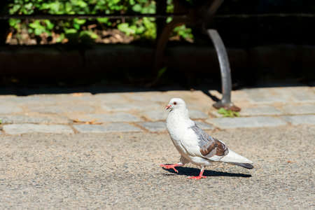Rock dove or Rock pigeon or Common pigeon (Columba livia). Central Park. New York City. New York. USAの写真素材