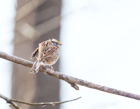 White-throated sparrow (Zonotrichia albicollis) sitting on a tree branch. Chesapeake and Ohio Canal National Historical Park. Maryland. USAの写真素材