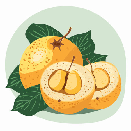 Santol with leaves isolated on white background. Vector illustration.のイラスト素材