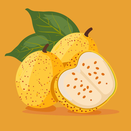 Fresh Santol fruit on orange background. Vector illustration in flat style.のイラスト素材