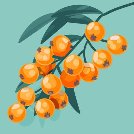 Branch with ripe sea buckthorn berries. Vector illustration.のイラスト素材