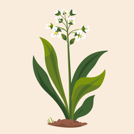 A plant Wild garlic with three leaves and a white flowerのイラスト素材