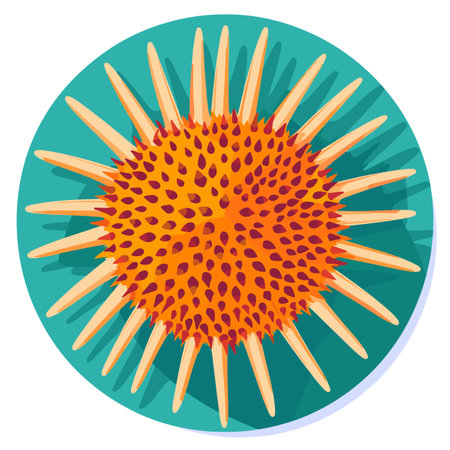 A yellow sea urchinのイラスト素材