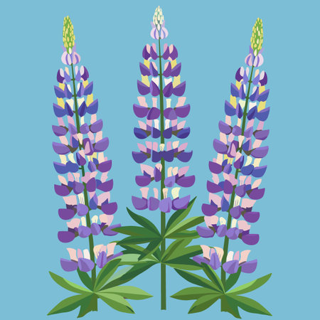 Lupine flowers. Vector illustration of lupine flowers.のイラスト素材