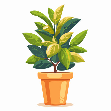 Ficus in pot isolated on white background. Vector cartoon illustration.のイラスト素材