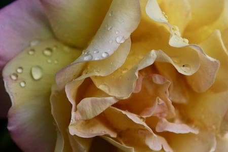 yellow rose after the rainの写真素材