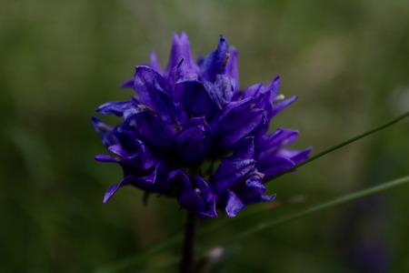 purple flower detailの写真素材