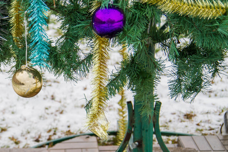 Christmas tree in the front yardの写真素材