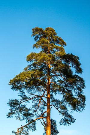 treeの写真素材