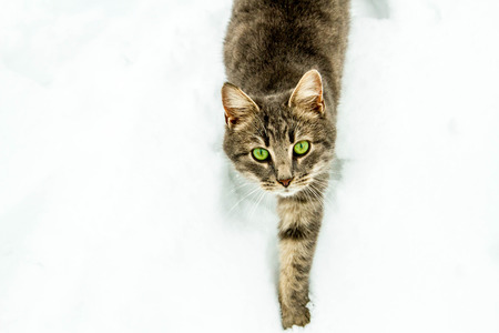 cat