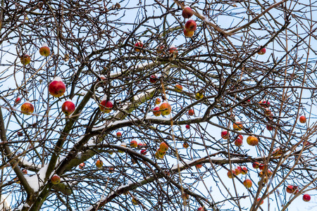 apples in the snowの写真素材