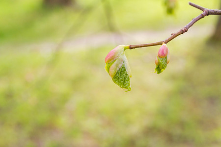 Spring blooming of leaves on the treesの写真素材