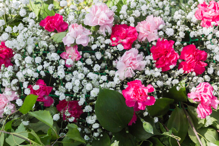 Spring flowers and carnationsの写真素材