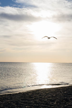 Beautiful sunset on the sea in summerの写真素材