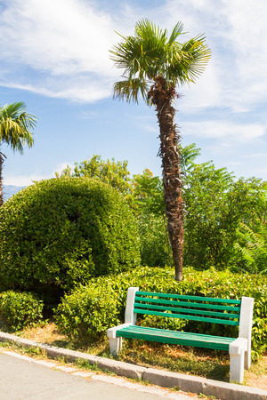 The palm tree on the Crimean coastの写真素材