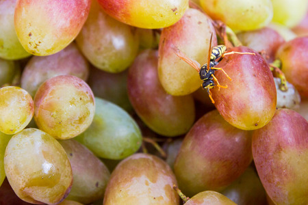 The wasp on the grape in the basketの写真素材