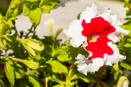 Flowering petunias in a pot outside in the summerの写真素材