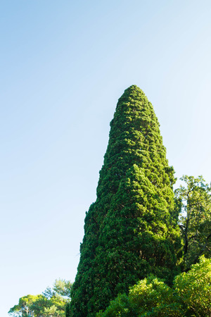 Nature summer in the Park of Yalta in the Crimeaの写真素材