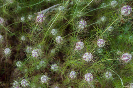 Unusual plant flowers in the summer on the streetの写真素材