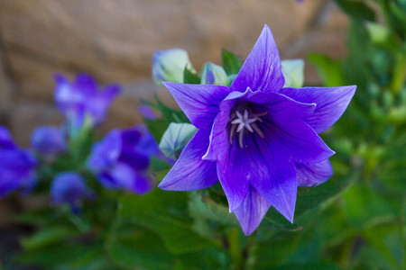 Beautiful flowers outside in the flowerbedの写真素材