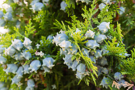 Green arborvitae tree shrub with cones