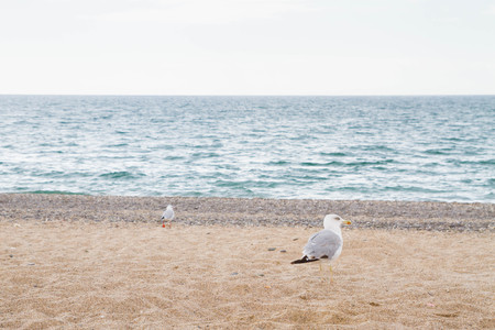 Bird Albatross on the sandy beach in the summerの写真素材