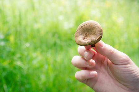 Brown mushroom in the male hand in the summerの写真素材