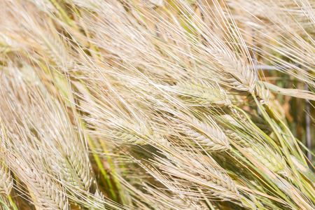 Field of rye ears of future bread in early summerの写真素材