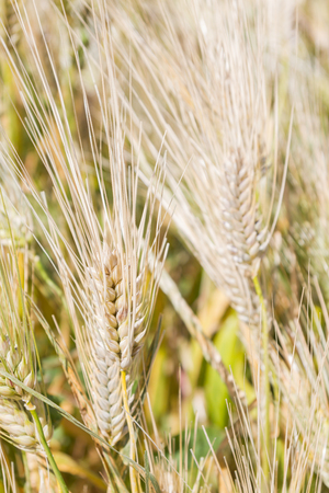 Field of rye ears of future bread in early summerの写真素材