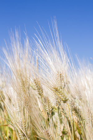 Field of rye ears of future bread in early summerの写真素材