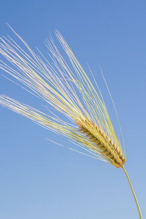 One stick of rye against the blue skyの写真素材